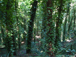 Path View  -Udawatta Kele Forest
